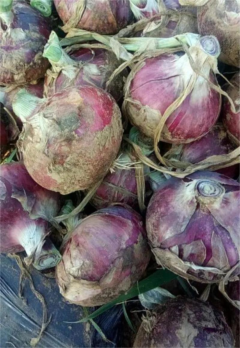 【洋葱】精品辽宁紫皮洋葱，精品洋葱大量有货，欢迎实地考察
