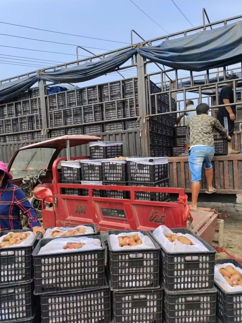 米良一号湘西绿心猕猴桃米良一号，产地直发可接商超电商
