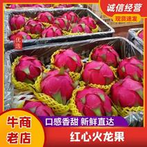 广西红心火龙果大量供应中，红皮绿叶含糖量高口感好。