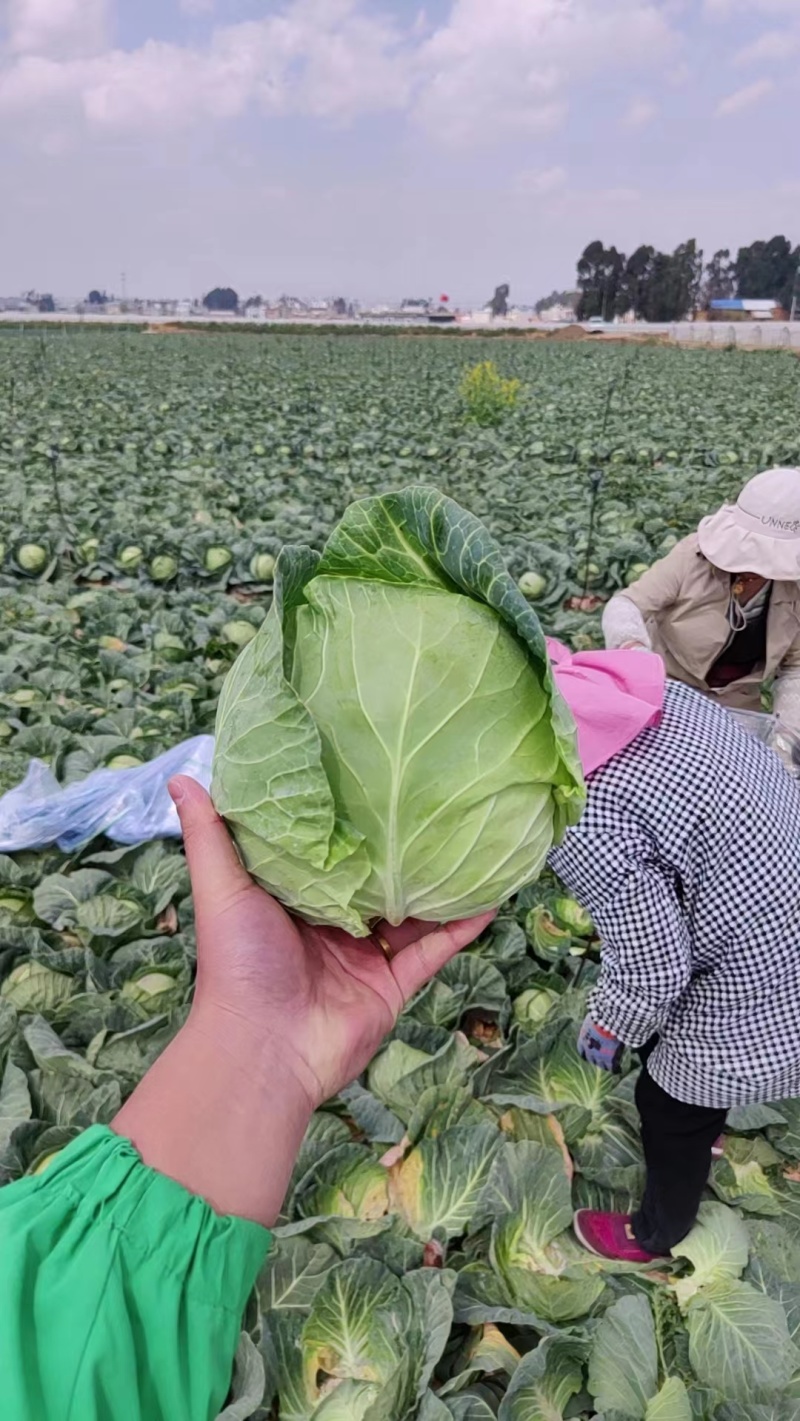 【优选】云南甘蓝大量上市产地直发价格便宜货发全国