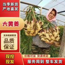 河南大黄姜批发产地货源充足质量保证全国发货