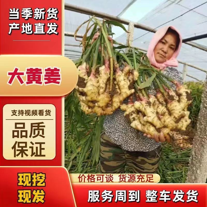 河南大黄姜批发产地货源充足质量保证全国发货