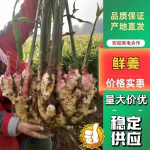 河北生姜批发产地货源充足直接保证质量，量大从优