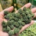 云南文山三七花田七三年花特级三七花一件批发