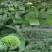 云南文山三七花田七三年花特级三七花一件批发