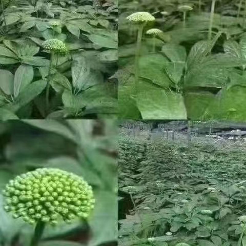 云南文山三七花田七三年花特级三七花一件批发