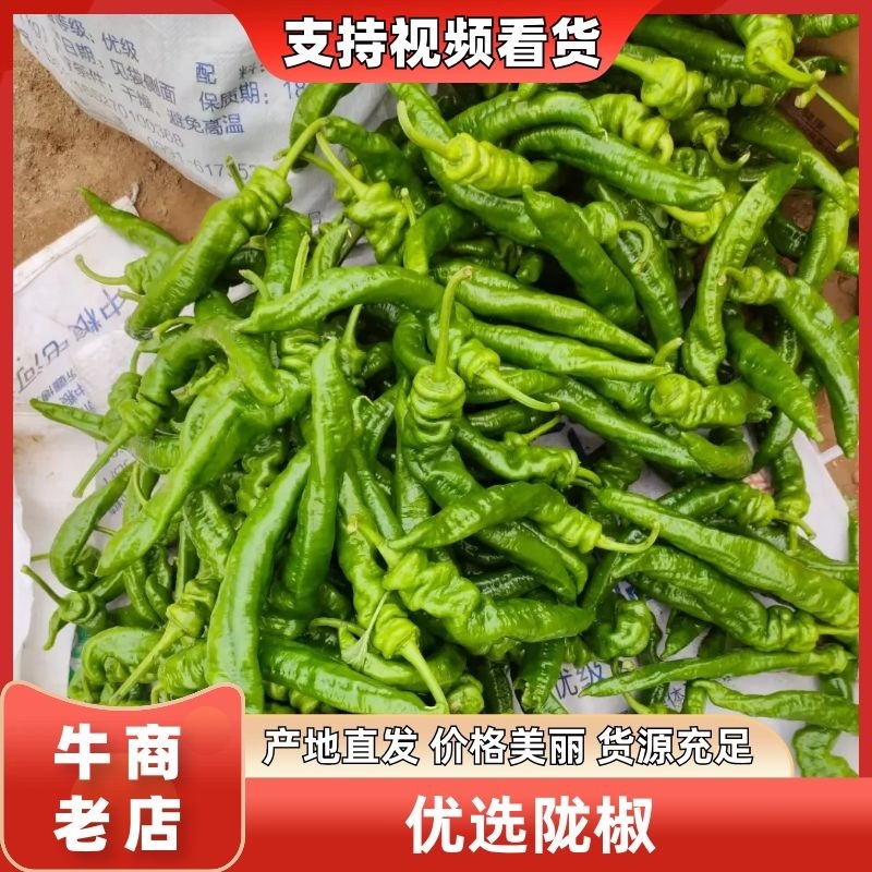 陇椒宁夏精品鲜辣椒大量上市产地直发保质保量量大优惠