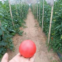 硬粉西红柿产地直发一手货源量大从优可供商超市场