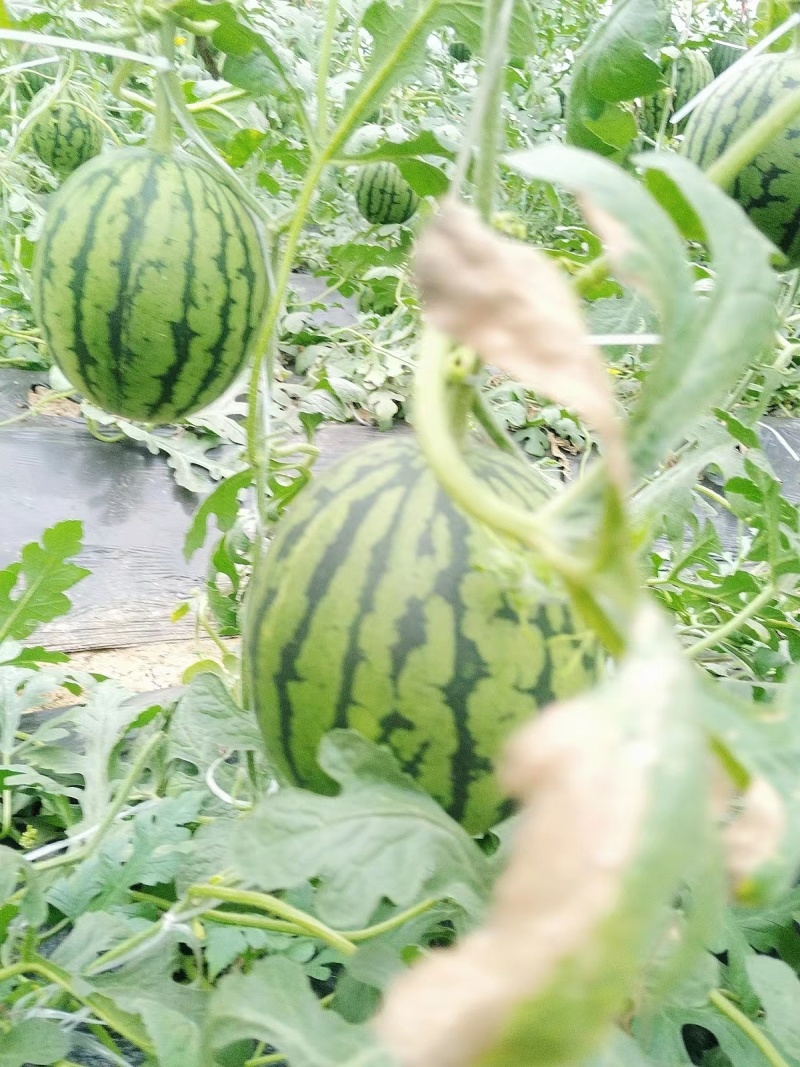 冰糖小王子小糖丸西瓜大量上市产地直销量大从优