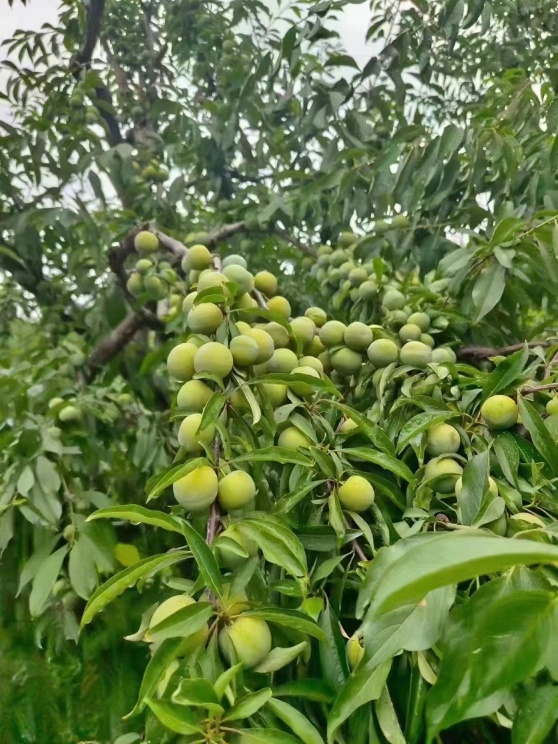 【热卖】蜂糖李清脆李脱骨李大量位供应电商市场批发量大从优