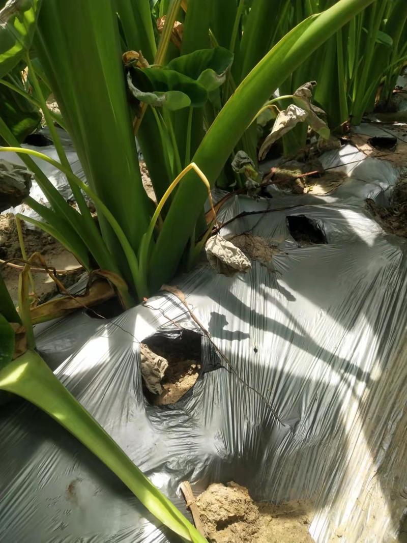 宾阳芋头准备大量上市欢迎新老客户采购