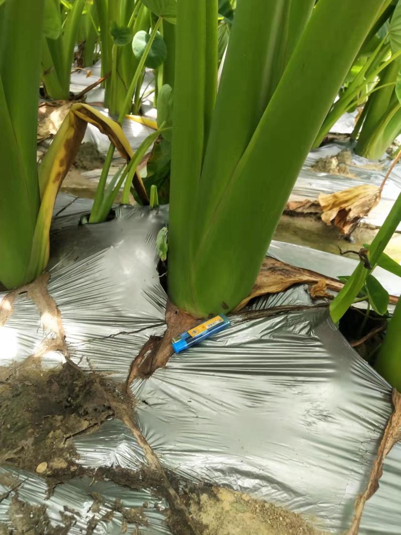 宾阳芋头准备大量上市欢迎新老客户采购