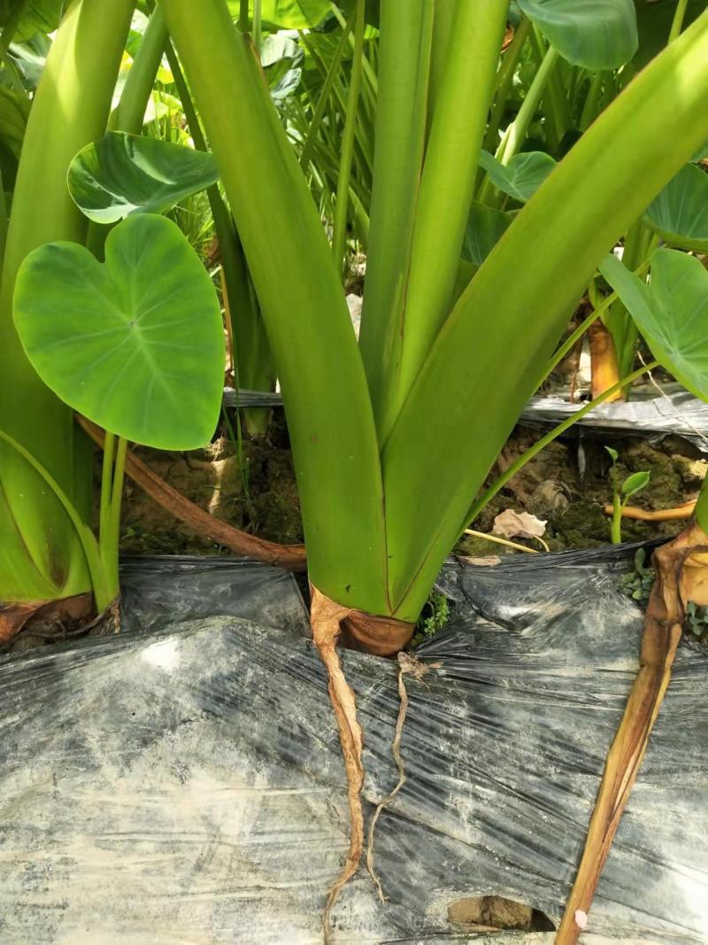 宾阳芋头准备大量上市欢迎新老客户采购