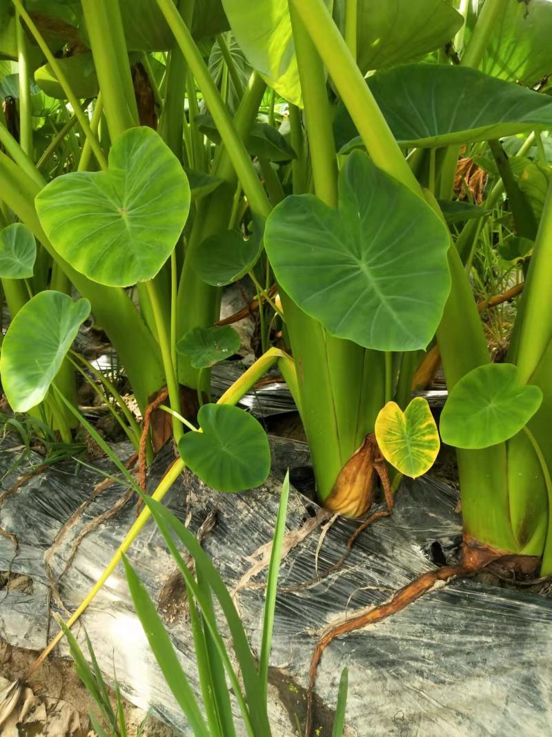 宾阳芋头准备大量上市欢迎新老客户采购
