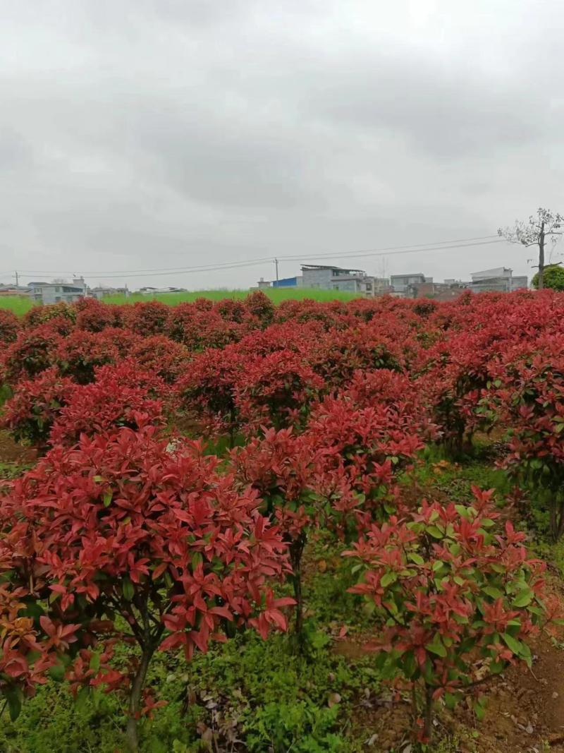 精品红叶石楠优质产地自产自销现挖现发运输无优宜
