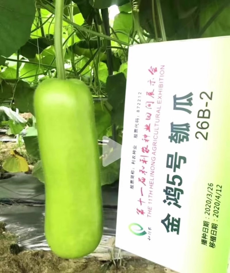 金鸿5号瓠瓜种子早生耐热耐寒瓜色油绿味甜