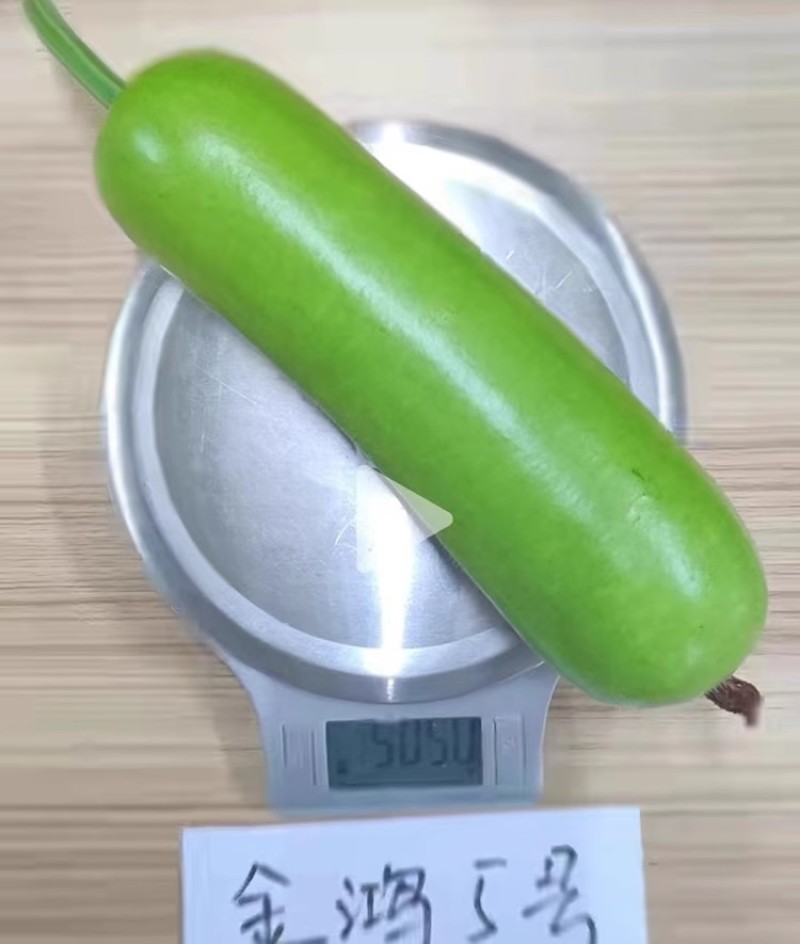 金鸿5号瓠瓜种子早生耐热耐寒瓜色油绿味甜