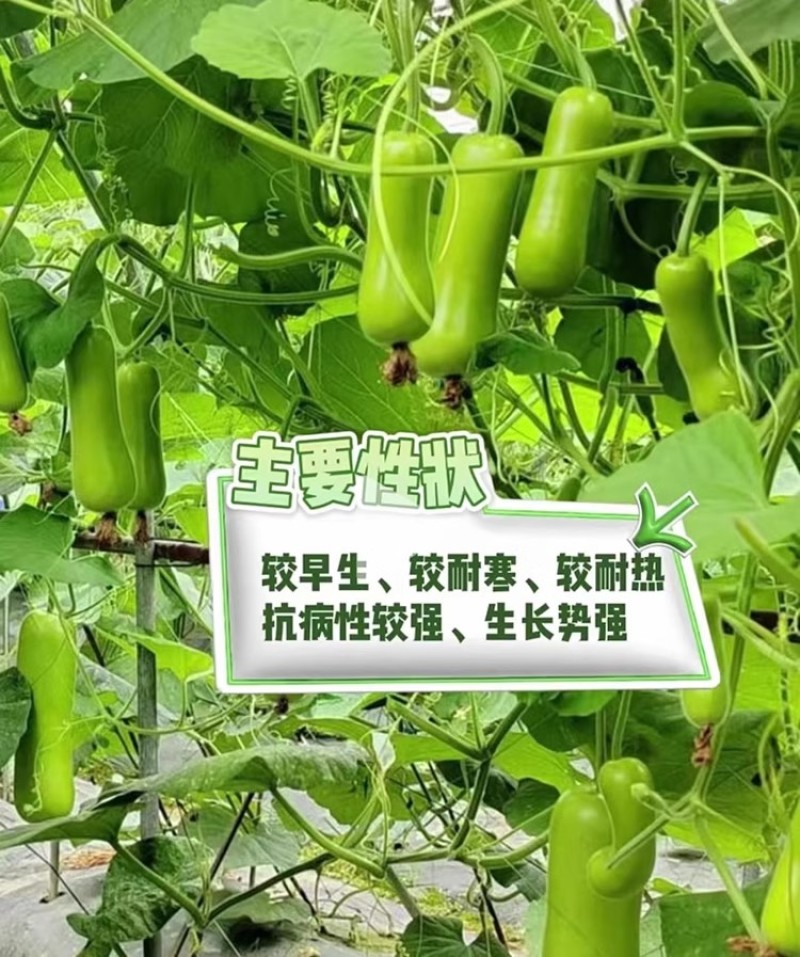 金鸿5号瓠瓜种子早生耐热耐寒瓜色油绿味甜