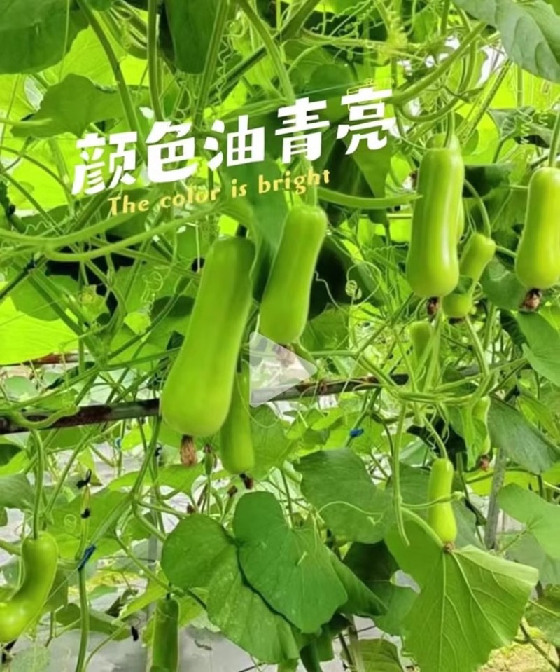 金鸿5号瓠瓜种子早生耐热耐寒瓜色油绿味甜