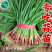 宽叶红皮蒜苗种子适宜全国大部分地区种植耐热耐寒好吃