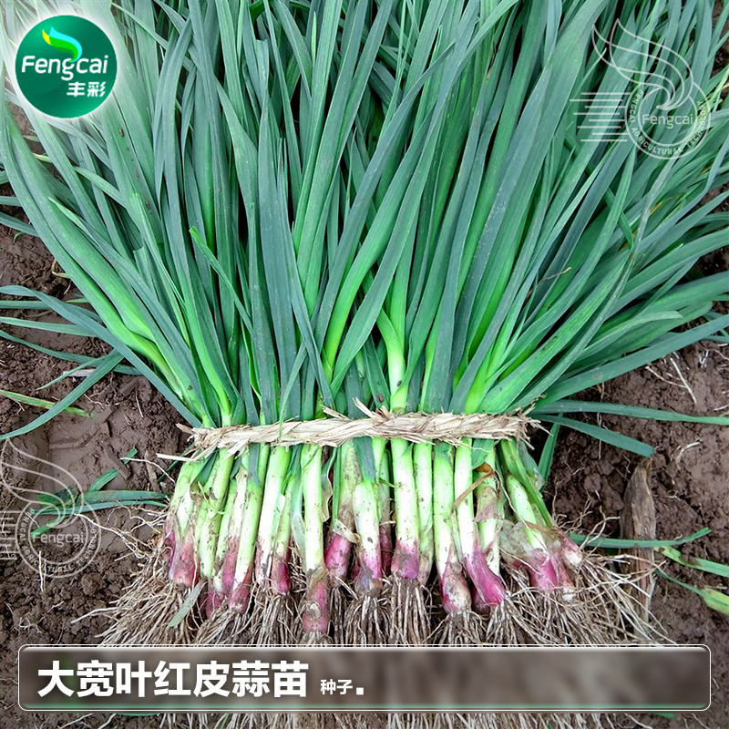 宽叶红皮蒜苗种子适宜全国大部分地区种植耐热耐寒好吃