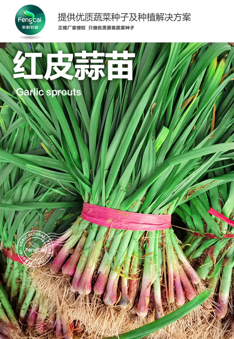 宽叶红皮蒜苗种子适宜全国大部分地区种植耐热耐寒好吃