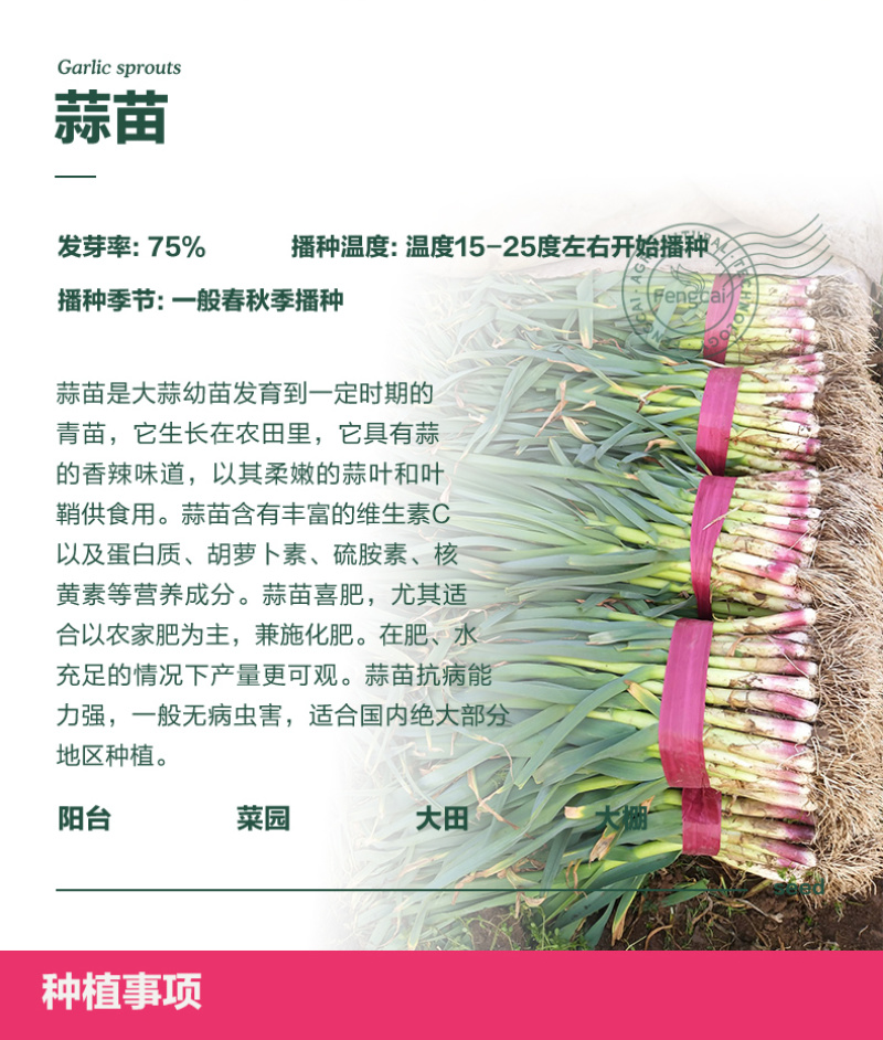 宽叶红皮蒜苗种子适宜全国大部分地区种植耐热耐寒好吃
