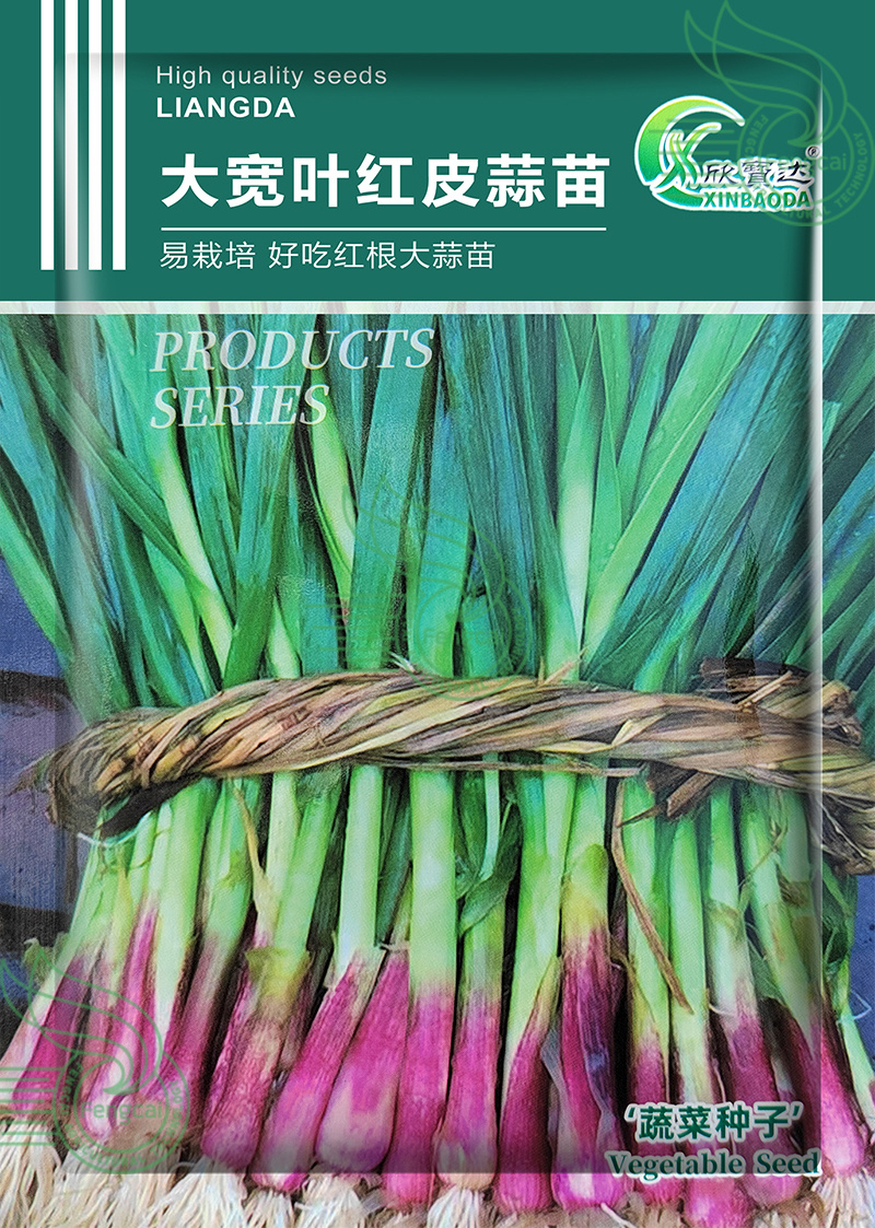 宽叶红皮蒜苗种子适宜全国大部分地区种植耐热耐寒好吃