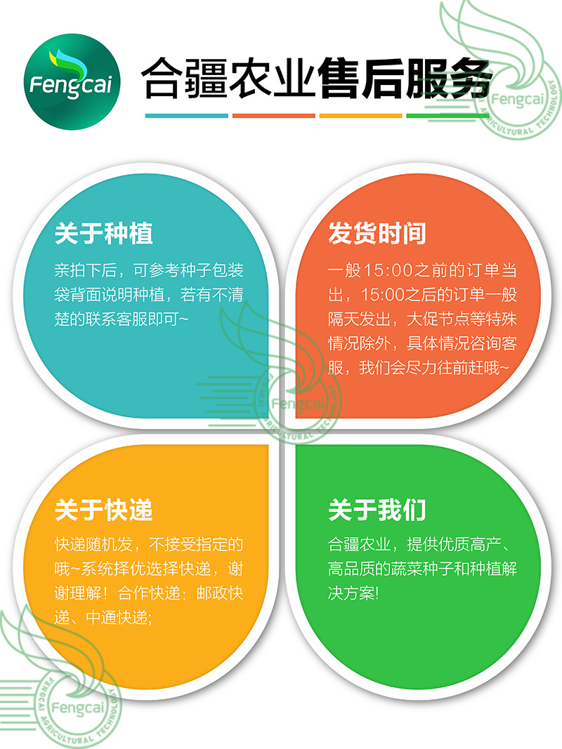 宽叶红皮蒜苗种子适宜全国大部分地区种植耐热耐寒好吃