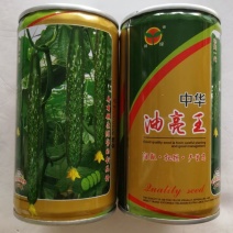 油亮王黄瓜种子早熟抗病瓜色亮绿瓜条叶直粗细均匀