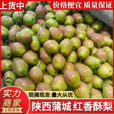 《红香酥梨》陕西酥梨蒲城酥梨基地直供现摘现发全国发货