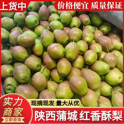 《红香酥梨》陕西酥梨蒲城酥梨基地直供现摘现发全国发货