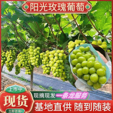《阳光玫瑰葡萄》陕西葡萄颗粒大甜度高串形好现摘现发