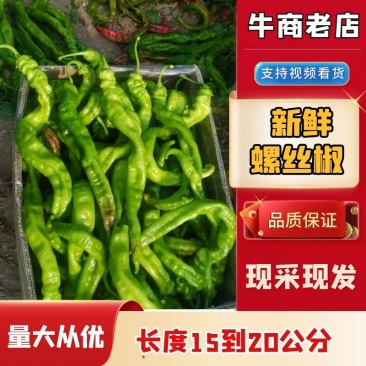 新鲜精品陇椒现采现发量大从优欢迎进店采购