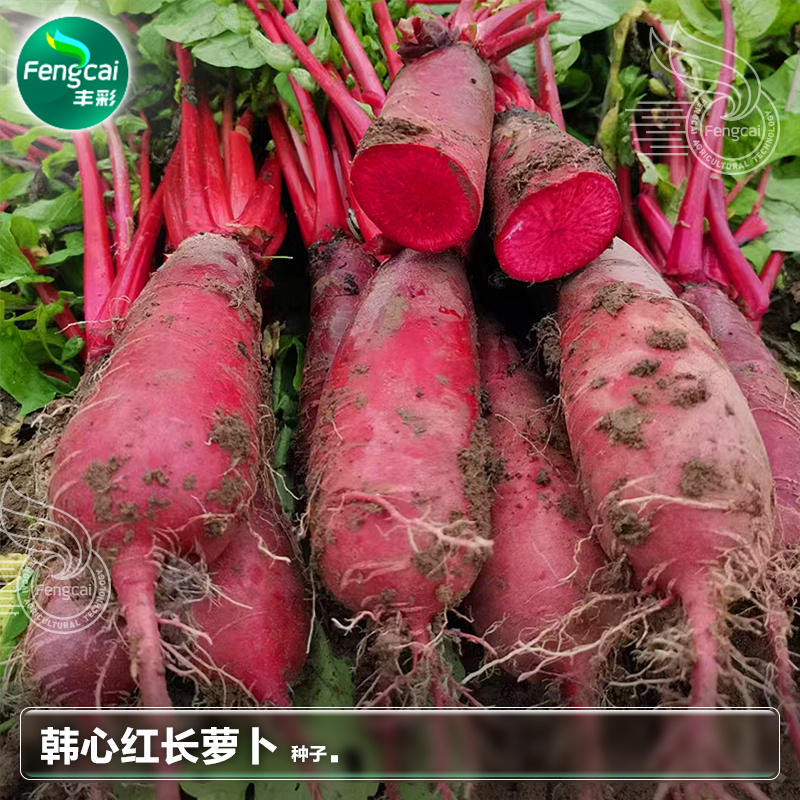 红心红皮萝卜种子重庆韩心红长型萝卜味道鲜美耐湿热