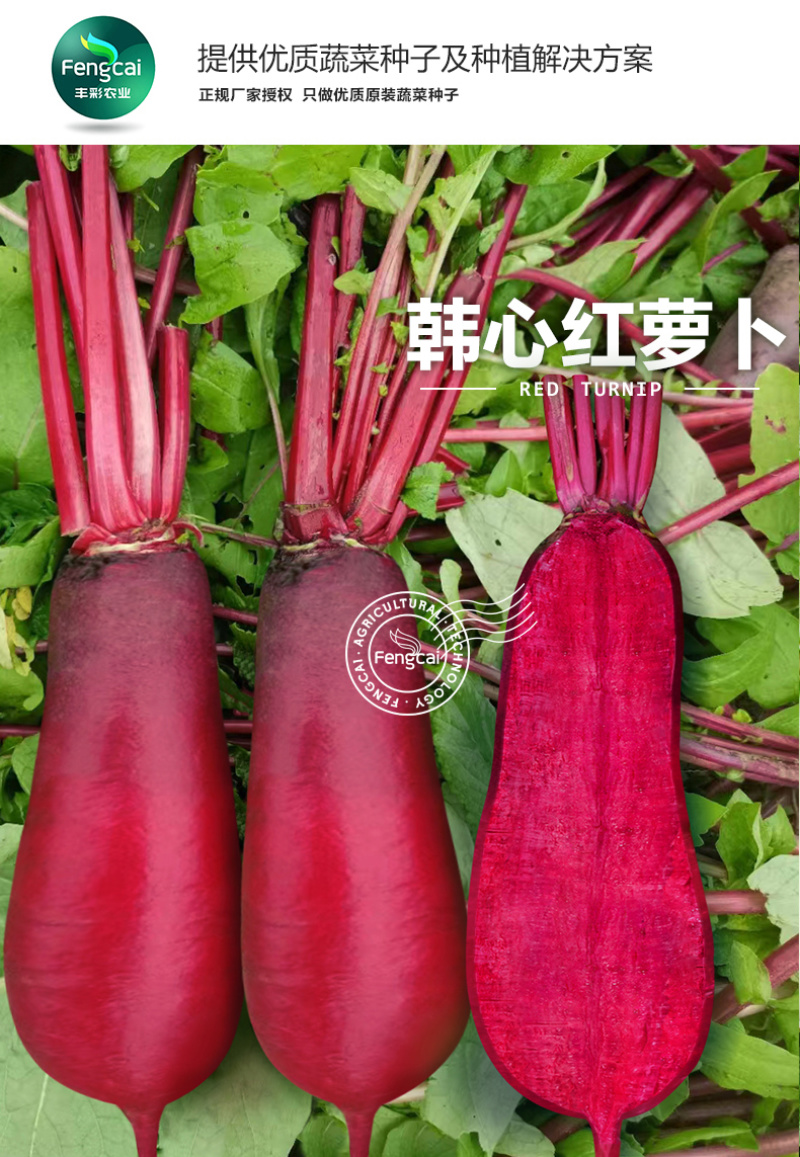 红心红皮萝卜种子重庆韩心红长型萝卜味道鲜美耐湿热
