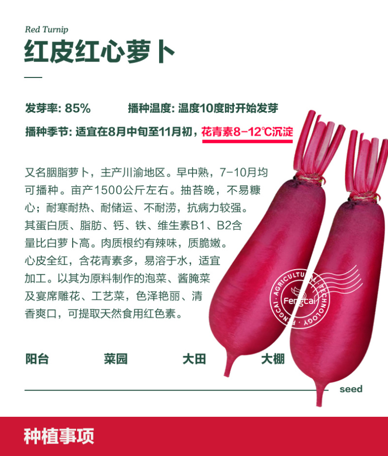 红心红皮萝卜种子重庆韩心红长型萝卜味道鲜美耐湿热