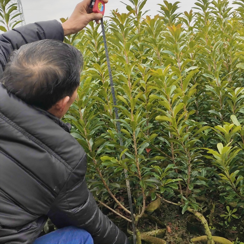 嫁杨梅1一2年、品种有乌梅、黑炭、东魁及台梅。价格:面议