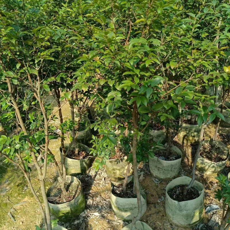 沙巴7年嘉宝果苗，全场清理嘉宝果苗，低价出售，欢迎您随时