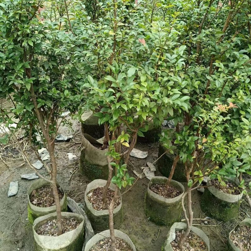 沙巴7年嘉宝果苗，全场清理嘉宝果苗，低价出售，欢迎您随时