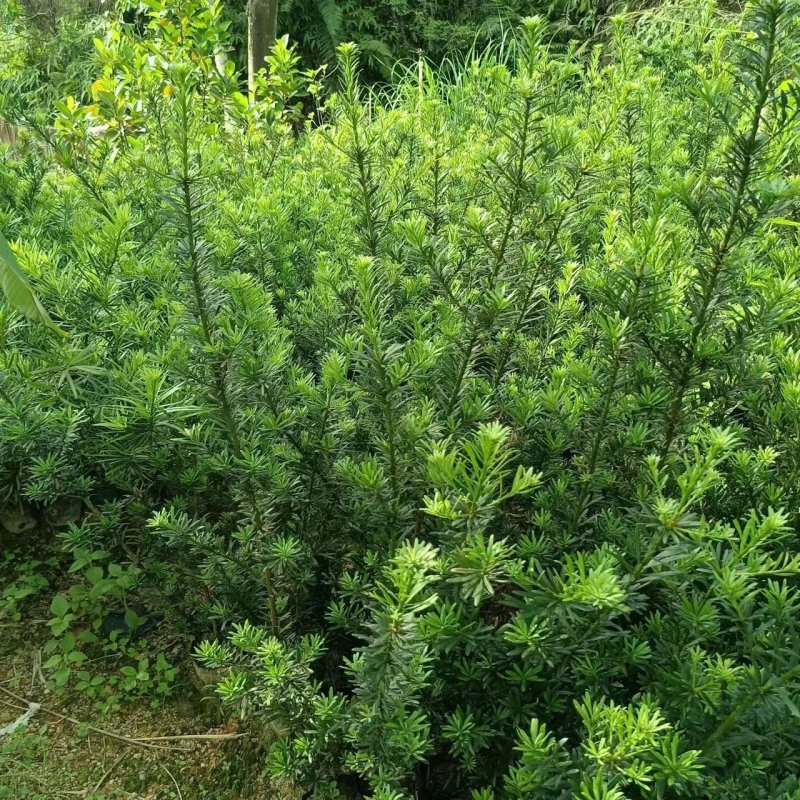 罗汉松苗广东揭阳育苗基地直供价格美丽欢迎电话联系