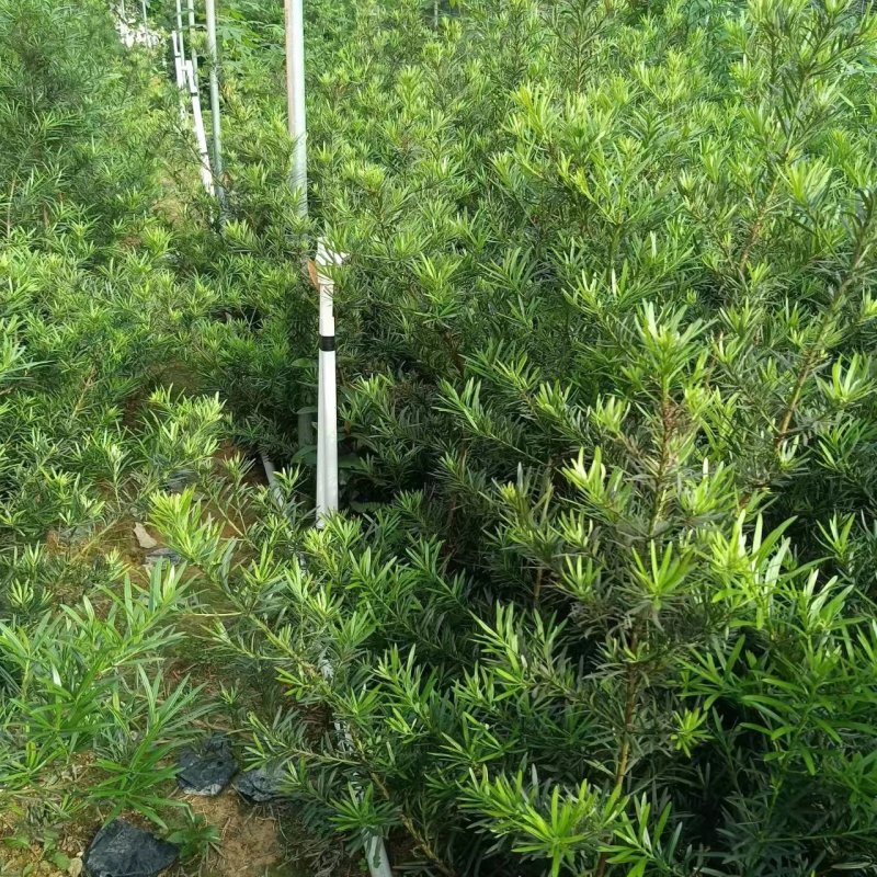 罗汉松苗广东揭阳育苗基地直供价格美丽欢迎电话联系