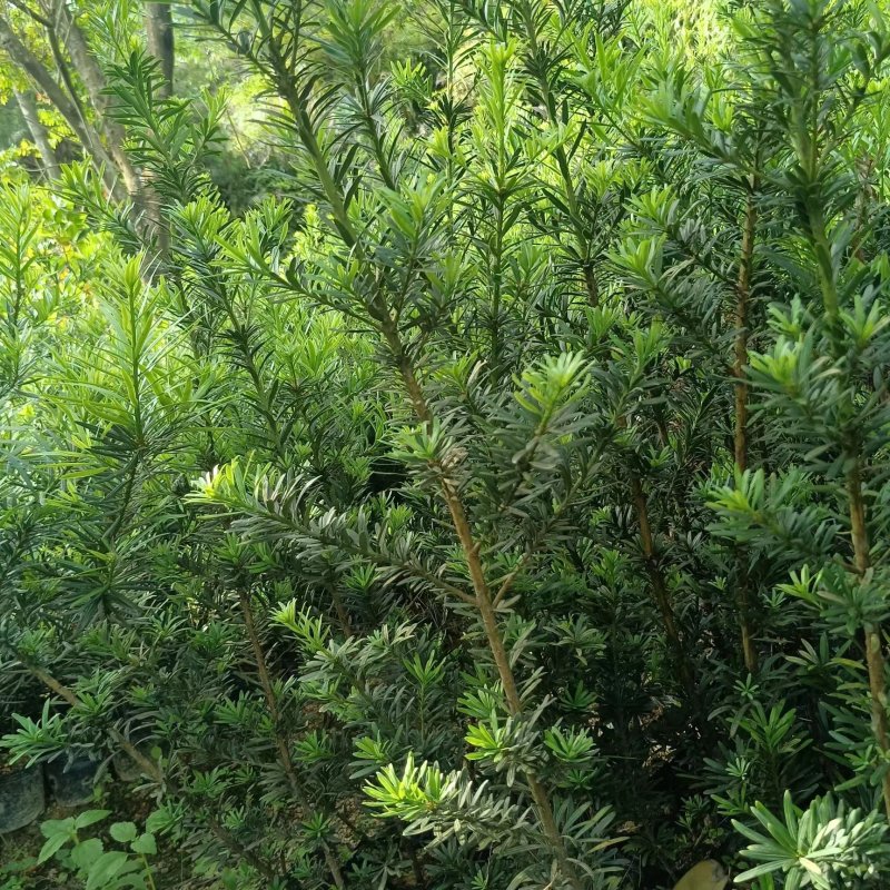 罗汉松苗广东揭阳育苗基地直供价格美丽欢迎电话联系