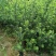 罗汉松苗广东揭阳育苗基地直供价格美丽欢迎电话联系