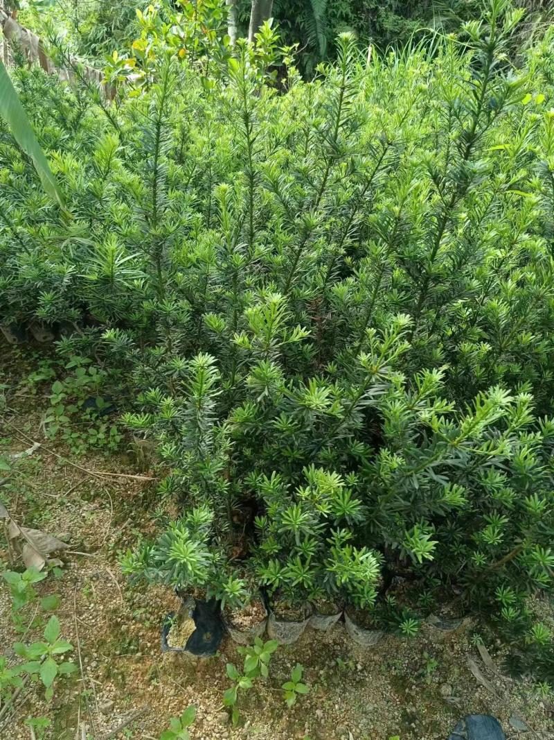 罗汉松苗广东揭阳育苗基地直供价格美丽欢迎电话联系