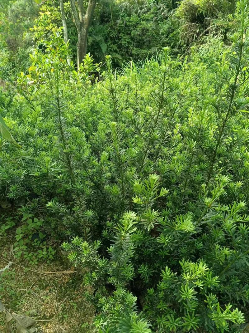 罗汉松苗广东揭阳育苗基地直供价格美丽欢迎电话联系