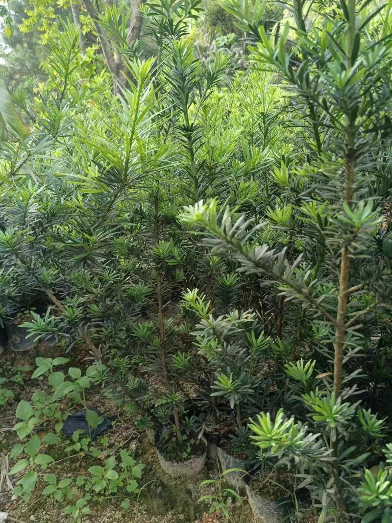 罗汉松苗广东揭阳育苗基地直供价格美丽欢迎电话联系