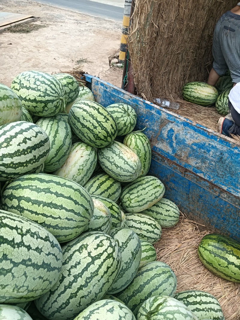 湖北金城5号西瓜个头大瓤口好诚信经营产地直发