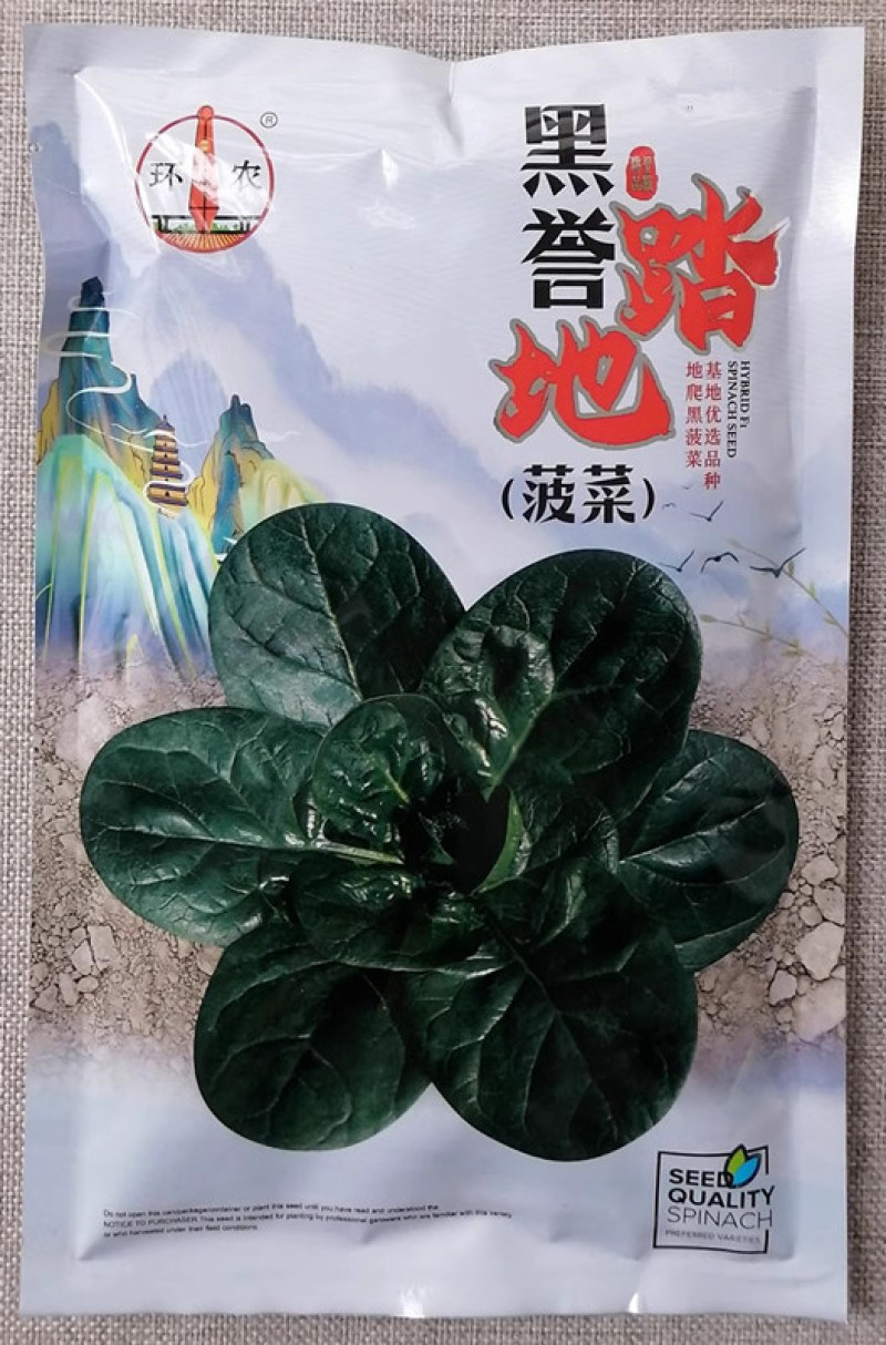 黑誉踏地菠菜种子趴地菠菜种子耐热耐寒肉厚圆叶耐抽