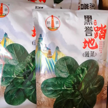 黑誉踏地菠菜种子趴地菠菜种子耐热耐寒肉厚圆叶耐抽